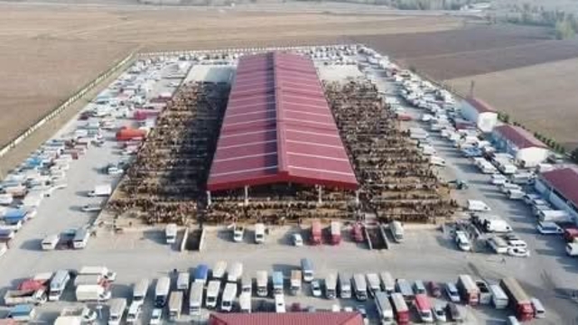 Çorum'da kapalı olan hayvan pazarları 29 Aralık'ta yeniden açılacak