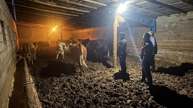 Yozgat'ta kaybolan büyükbaş hayvanlar jandarma tarafından bulundu