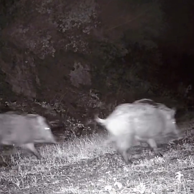 Tekirdağ'da fotokapana domuz sürüsü takıldı