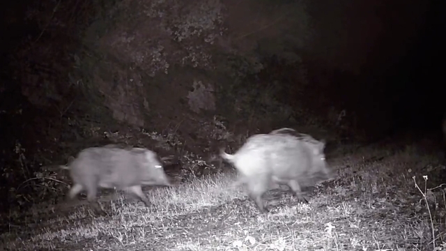 Tekirdağ'da fotokapana domuz sürüsü takıldı
