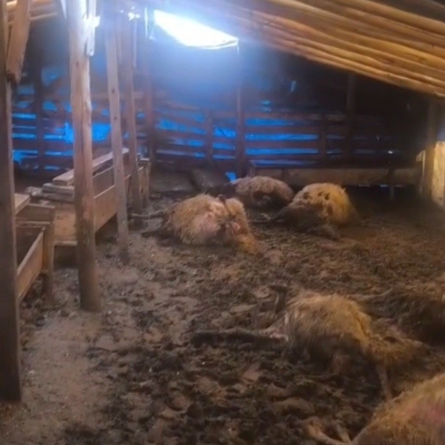 Erzincan'da kurtlar ahıra girdi: 10 koyun telef oldu, 10 koyun yaralandı