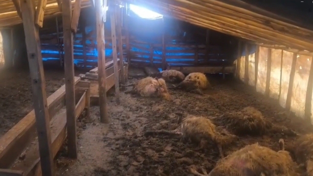 Erzincan'da kurtlar ahıra girdi: 10 koyun telef oldu, 10 koyun yaralandı