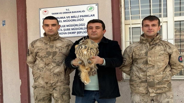 Yüksekova'da boynuzlu baykuş tedavi altına alındı