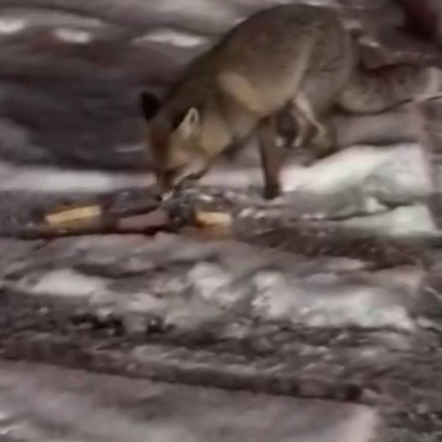 Aç kalan tilkiyi elleriyle besledi