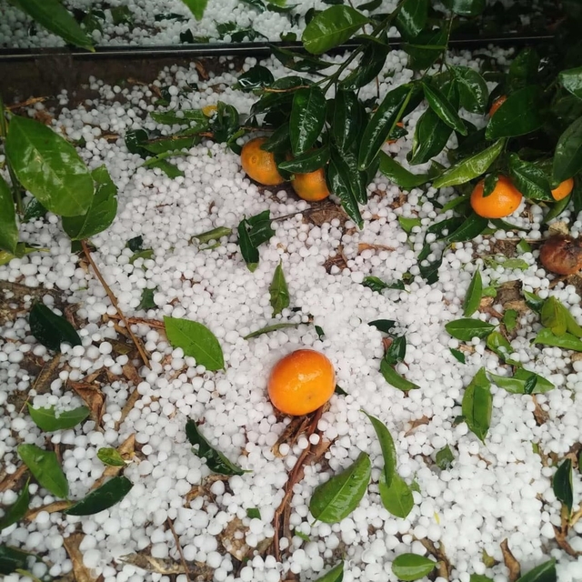 Adana'da dolu yağışı; narenciye bahçeleri zarar gördü