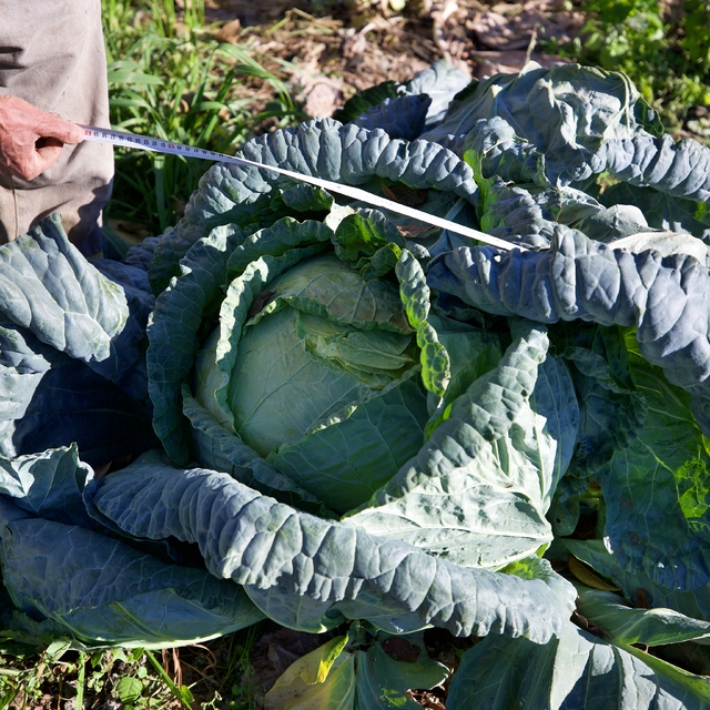 Hobi olarak başladığı ata tohumuyla lahana yetiştiriciliği gelir kapısı old...