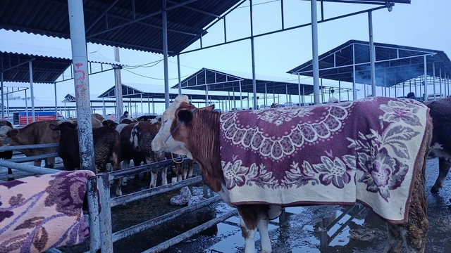 Sivas'ta besiciler pazara getirdikleri hayvanlarını battaniyelerle soğuktan koruyor