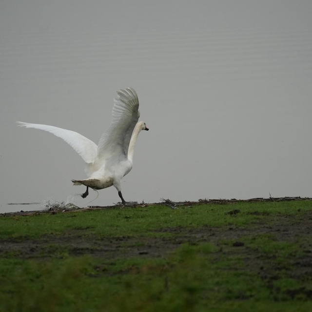 Samsun'da yaban hayatına merhamet eli - haberturk.com