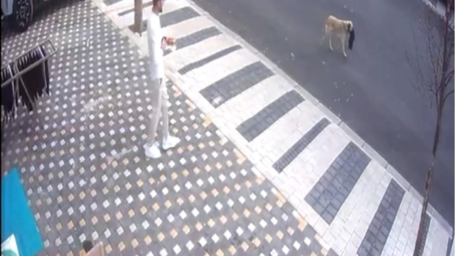 Hırsız köpek, çaldığı havluyu poğaça ile değişti