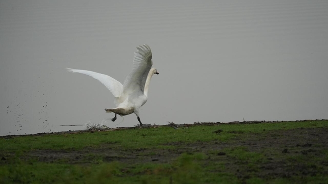 Samsun'da yaban hayatına merhamet eli