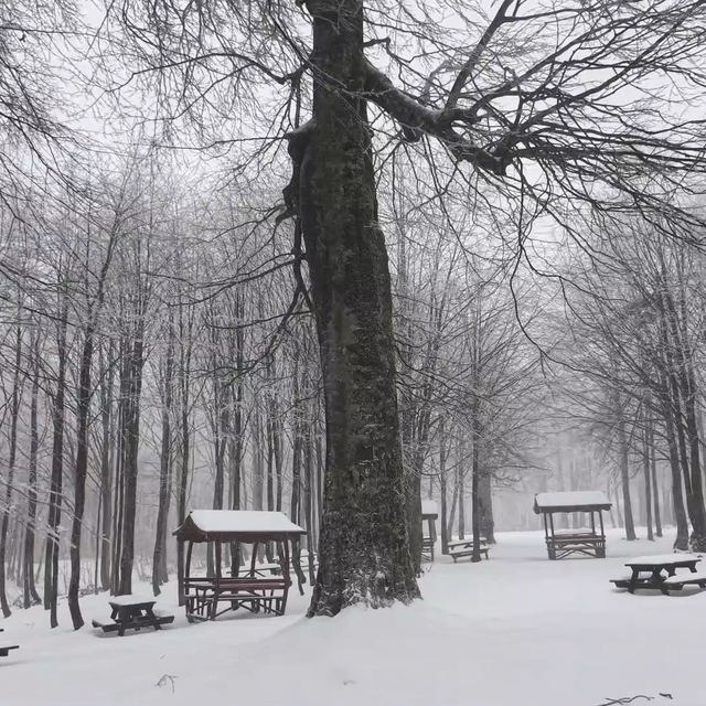 Kuzuyayla Tabiat Parkı'nda kar manzarası