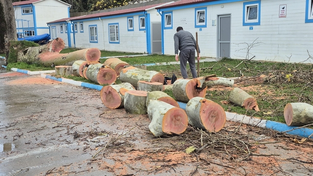 Zonguldak'ta kuvvetli rüzgar; 90 yaşındaki çınar ağacı devrildi