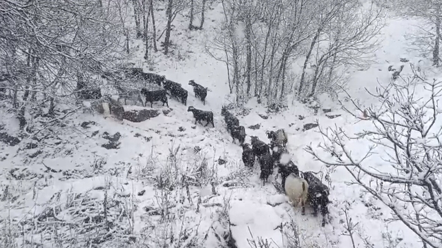 Muş'un yüksek rakımlı köylerde kar etkili oldu, besiciler zor anlar yaşadı
Muş'ta kar yağışı çobanlara zor anlar yaşattı
