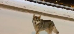 Ardahan'da şehre inen kurt görüntülendi