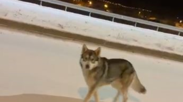 Ardahan'da şehre inen kurt görüntülendi