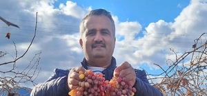 Soğuğa dayanıklı kazancı yüksek