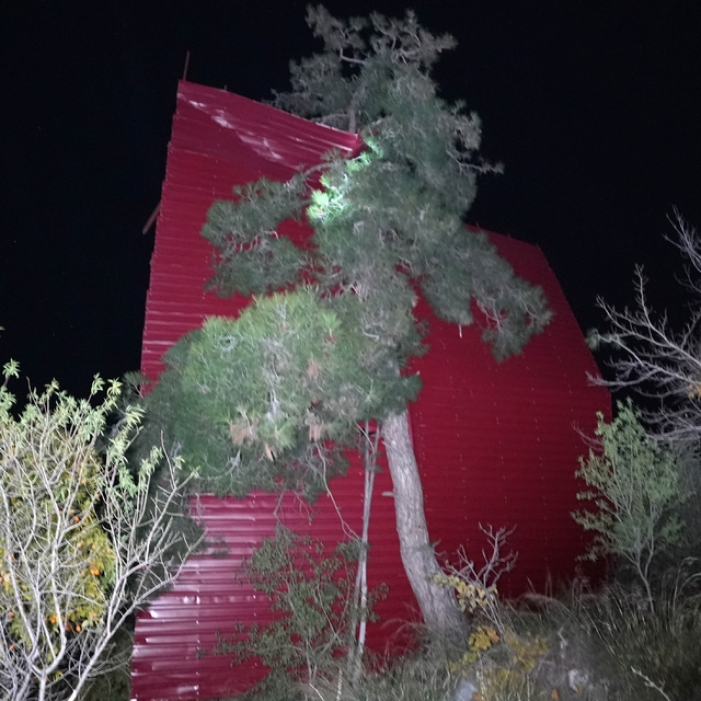 Mersin'de şiddetli rüzgar çatıyı uçurdu, asırlık meşeyi devirdi