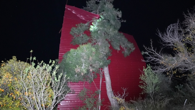 Mersin'de şiddetli rüzgar çatıyı uçurdu, asırlık meşeyi devirdi