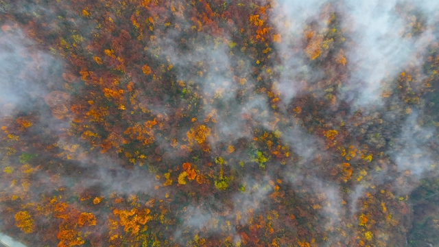 Yılın son günlerinde kartpostallık görüntüler
Kocaeli'nin yüksek kesimlerinde sis ve renk cümbüşü bir arada
