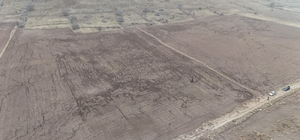 Yaban domuzları arpa ve buğday ekili tarlayı adeta haritaya çevirdi