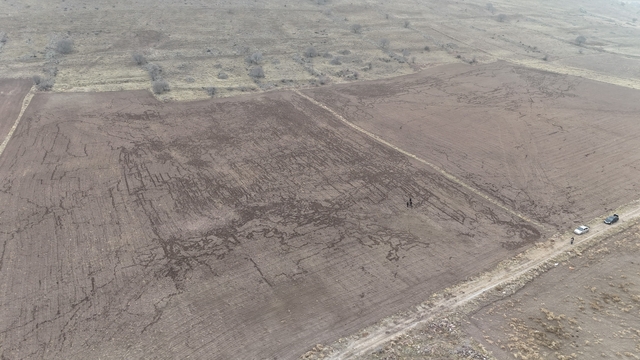 Yaban domuzları arpa ve buğday ekili tarlayı adeta haritaya çevirdi