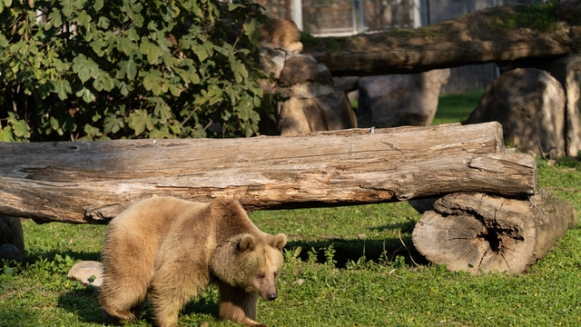 İzmir Doğal Yaşam Parkı'na siyah jaguar ve bozayı geldi
"Jüliet" ve "Yumuk" da artık İzmirli oldu
