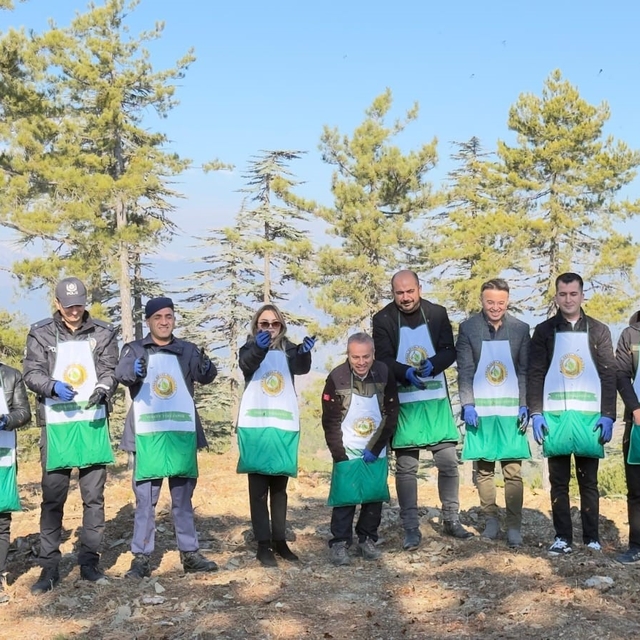 Adana'da bir yılda 50 ton sedir tohumu toprakla buluştu