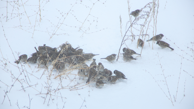 Bitlis'te kar nedeniyle 290 köy yolu ulaşıma kapandı (3)