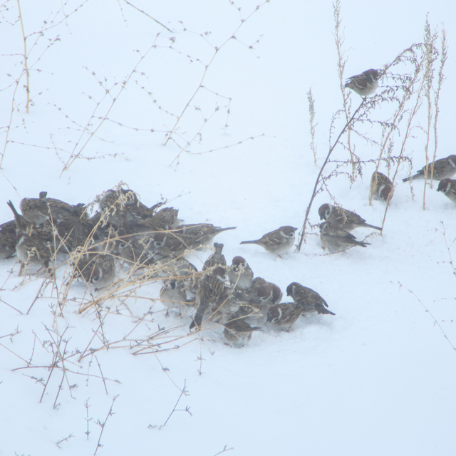 Bitlis'te kar nedeniyle 290 köy yolu ulaşıma kapandı (3)