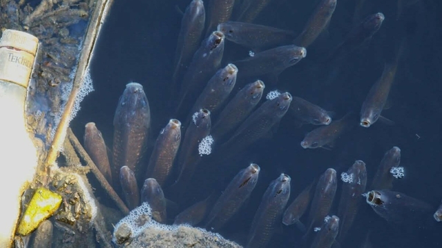 Büyük Menderes nehri kirlilik nedeniyle yine siyaha büründü