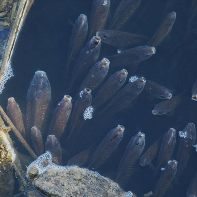 Büyük Menderes nehri kirlilik nedeniyle yine siyaha büründü