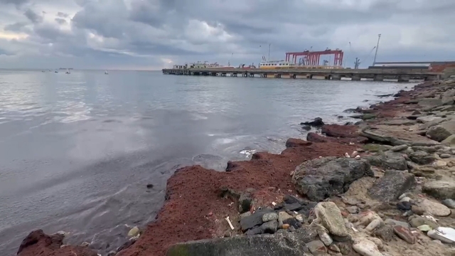 Tekirdağ'da kuvvetli rüzgar sahili kırmızı yosunla kapladı