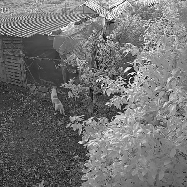 Kümese giren 6 köpek, 30 cins tavuğu öldürdü