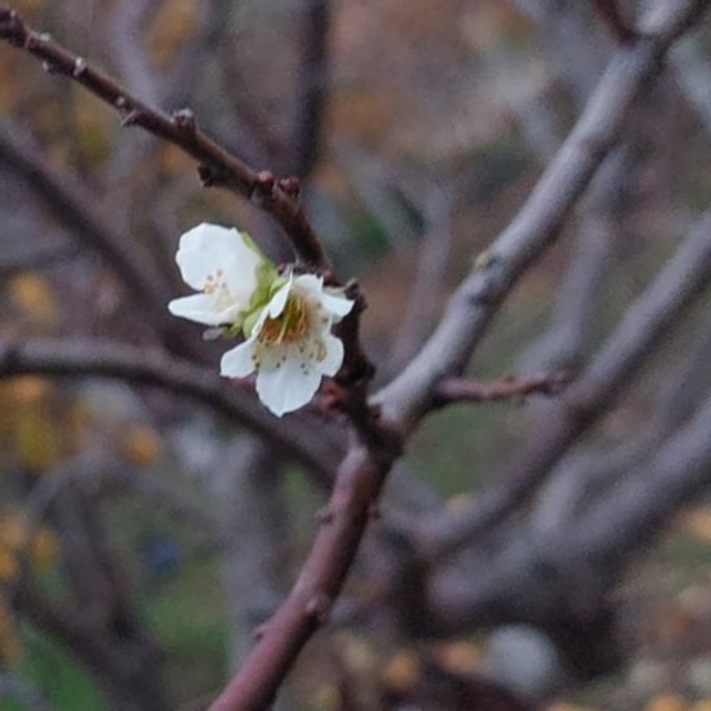 İnatçı erik soğukta çiçek açtı