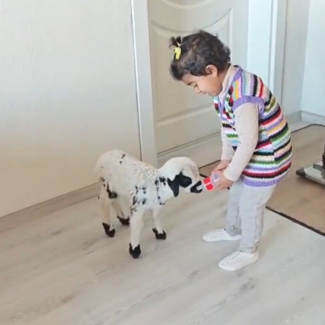 Annesinin reddettiği kuzuya 3 yaşındaki Ezo'nun şefkati yürekleri ısıttı