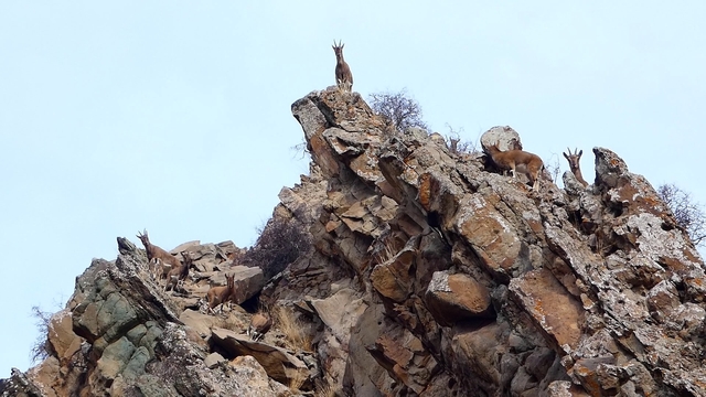 Erzurum'da yaban hayatı fotokapanlara takıldı