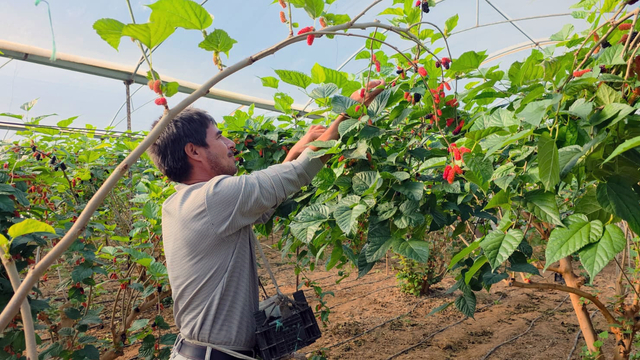 Karadut, fiyatıyla yüz güldürdü