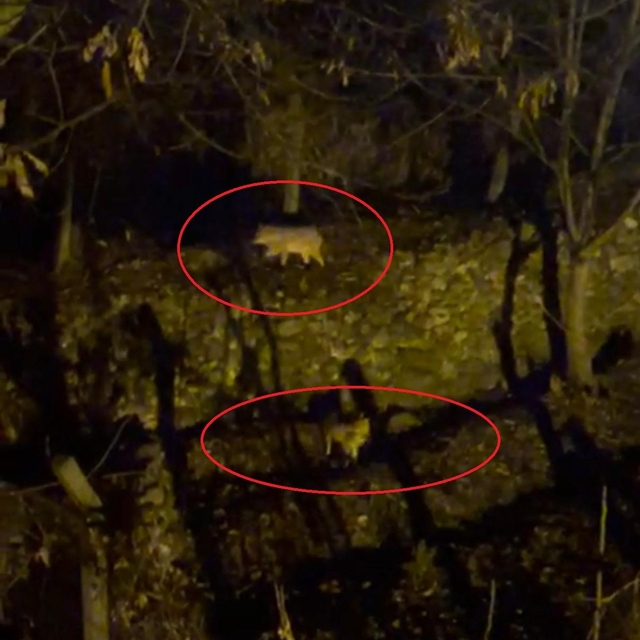 Yiyecek arayan kurtlar yerleşim yerine indi