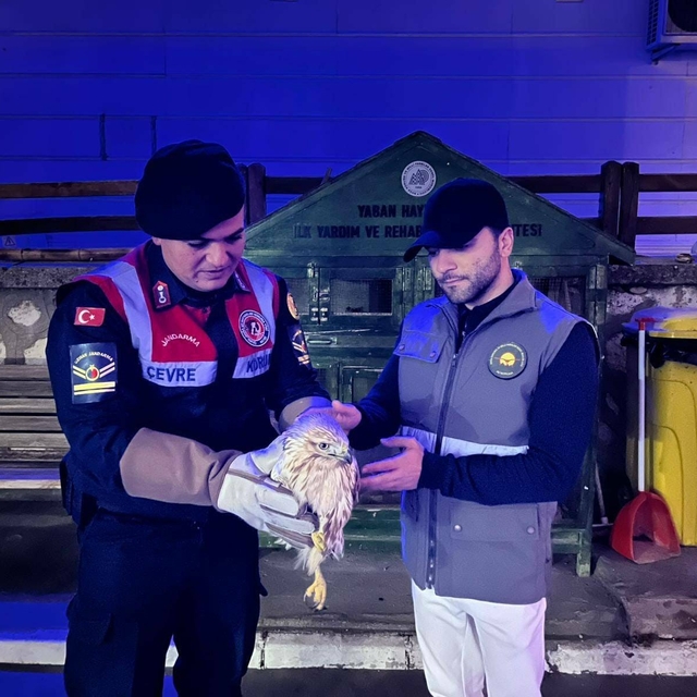 Karaman'da kızıl şahin koruma altına alındı