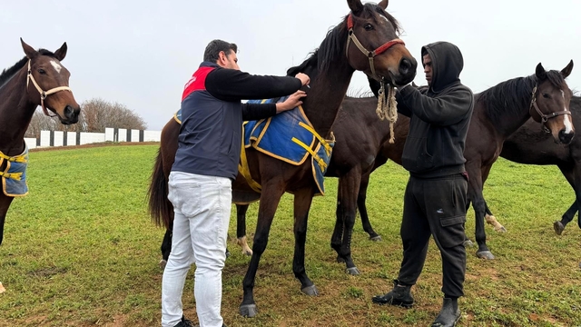 Kırklareli'nde safkan atlar aşılandı