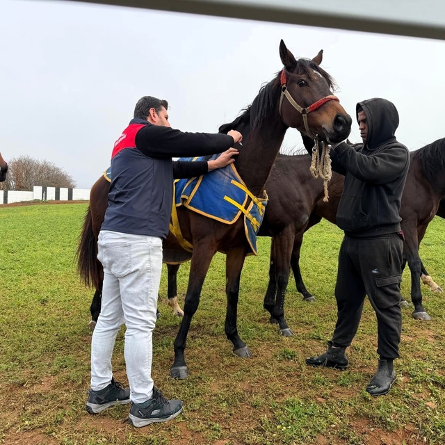 Kırklareli'nde safkan atlar aşılandı