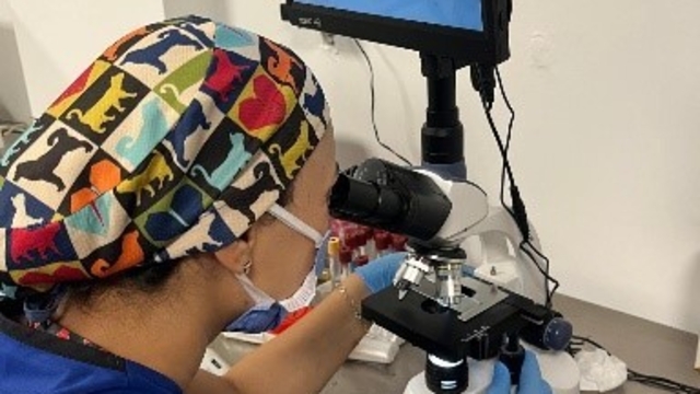 DBB Hayvan Bakımevi 2025'te 10 bini aşkın ihbara müdahale etti