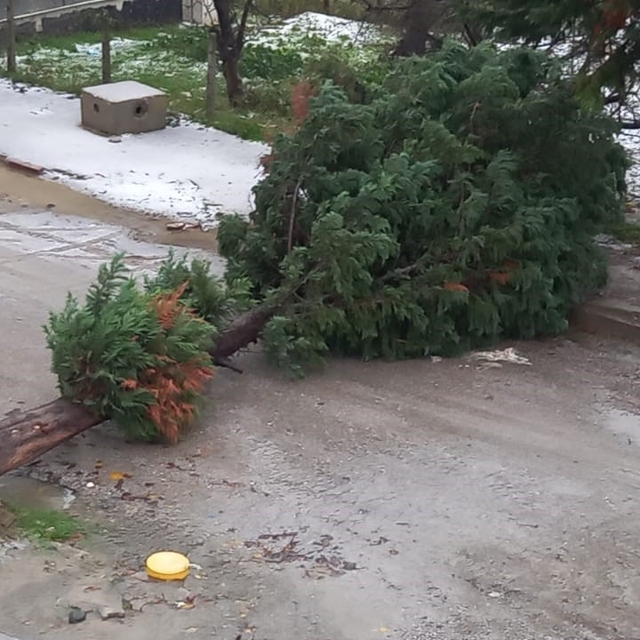 Türkeli'de fırtına ağaç devirdi, yol trafiğe kapandı