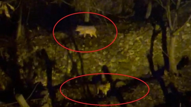 Yiyecek arayan kurtlar yerleşim yerine indi