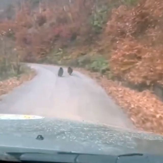 Kış uykusuna yatmayan yavru ayılar kameraya yakalandı