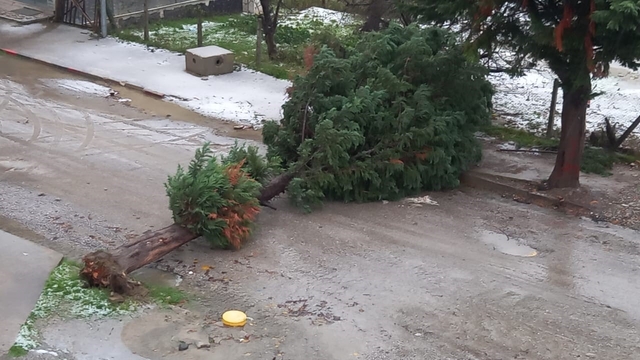 Türkeli'de fırtına ağaç devirdi, yol trafiğe kapandı