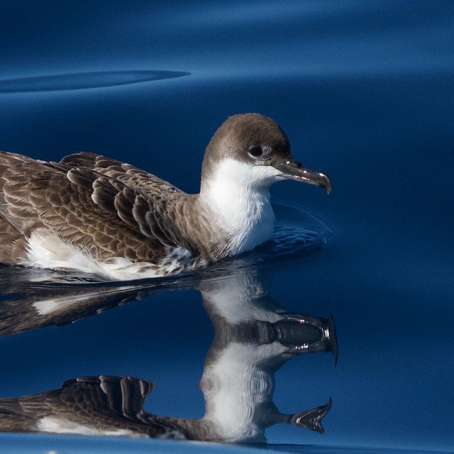 Güney Okyanusu'nda yaşayan büyük yelkovan kuşu, Türkiye'de ilk kez görüntül...