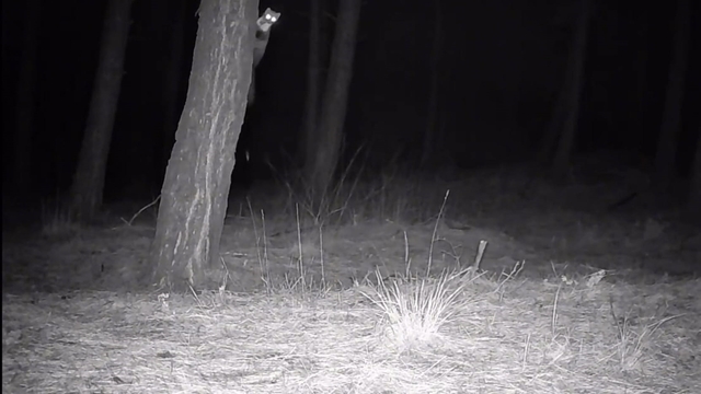 Tekirdağ'da yaban hayatı fotokapanlarla görüntülendi