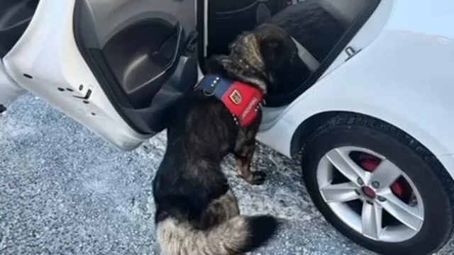 Jandarma tarafından Muğla'da yapılan denetimde bir haftada 80 şahıs yakalandı