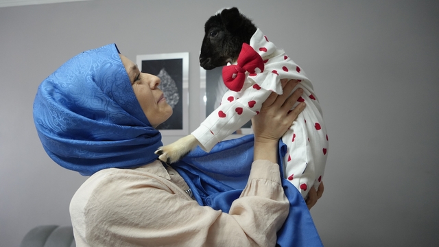 Annesi ölen kuzuya evinde bebek gibi bakıyor